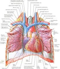 anatomia pdf